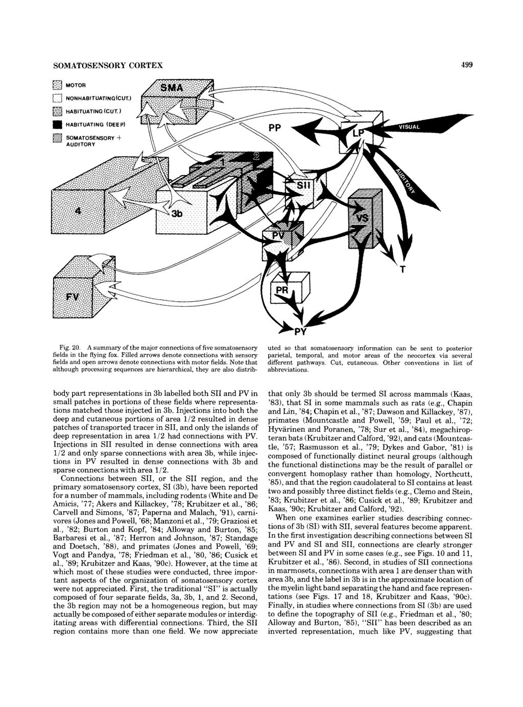 SOMATOSENSORY CORTEX 499 0 NONHABITUATING(CUT) HABITUATING (CUT. HABITUATING (DEEP) SOMATOSENSORY 4- Fig. 20. A summary of the major connections of five somatosensory fields in the flying fox.