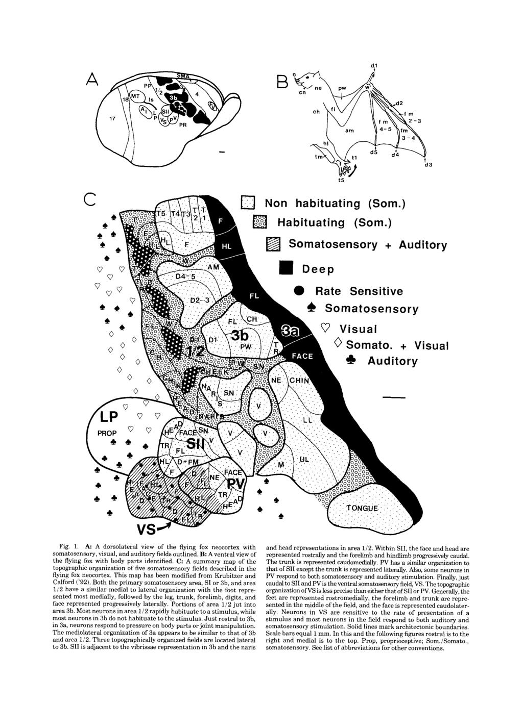 B cn t IV J am 14-5 4 b3 t5 Fig. 1. A: A dorsolateral view of the flying fox neocortex with somatosensory, visual, and auditory fields outlined.