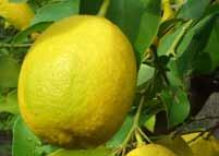 Vedaplex 121 NF kapha Product: Vedaplex 121 NF INCI Name: Limon (Lemon) Peel Powder (and) Citrus Aurantium Dulcis (Orange) Peel Powder (and) Withania Somnifera Root Extract CAS #: 999999-99-4,