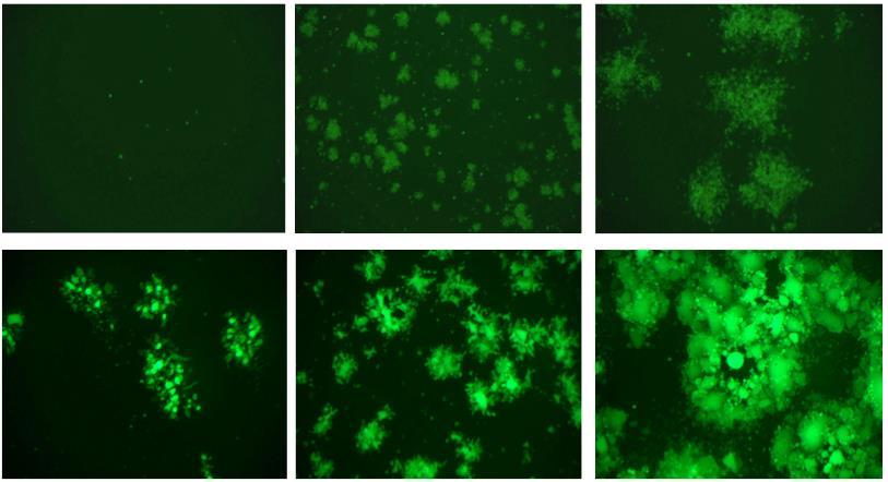 16 GALV expression enhance potency in vitro Virus expressing GFP Virus