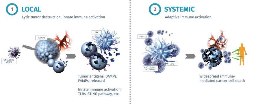5 Oncolytic immunotherapy The use of viruses that selectively replicate in & kill tumors to treat cancer Highly inflammatory Activates both innate and adaptive immunity Releases the full array of