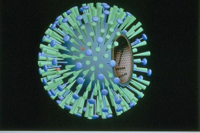 Structure of Influenza A virus Neuraminidase Viral RNA