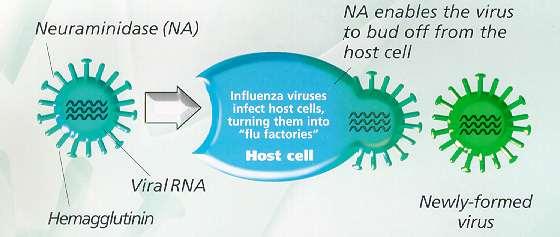 Neuraminidase Inhibition - New Directions How influenza infects you: ß ß viruses cannot multiply by themselves - must take over a living cell the influenza virus multiplies in the following ways: ß ß