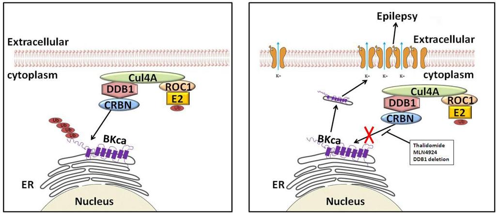 Supplementary Figure 10. Schematic model for the molecular mechanism of epilepsy prevented by CRL4A CRBN through ubiquitinating BK channels.