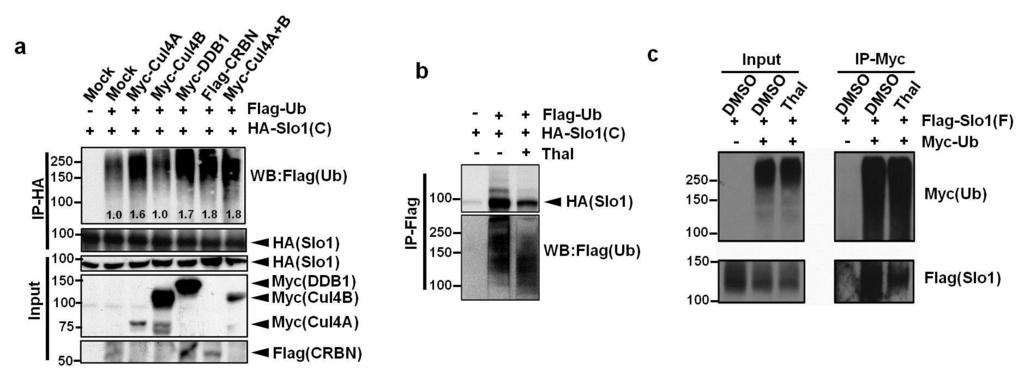 Supplementary Figure 2. Slo1 is ubiquitinated by CRL4A CRBN E3 ligase in HEK 293T cells.