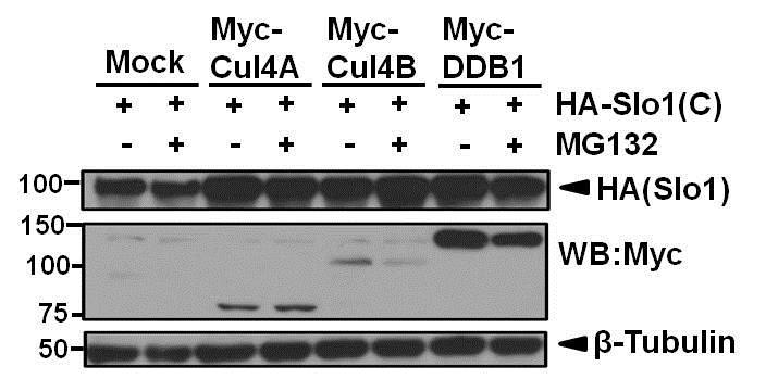 Supplementary Figure 3. BK channels are not targeted for proteasome-dependant degradation by CRL4A CRBN E3 ligase.