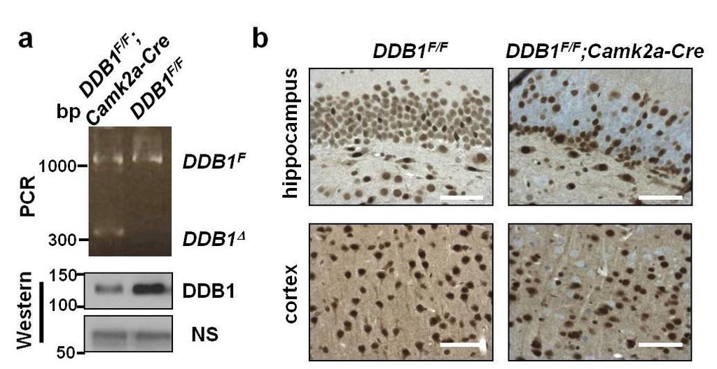 Supplementary Figure 8. DDB1 is conditionally knocked out in hippocampal and cortex neurons of DDB1 F/F ; Camk2a-Cre mice.