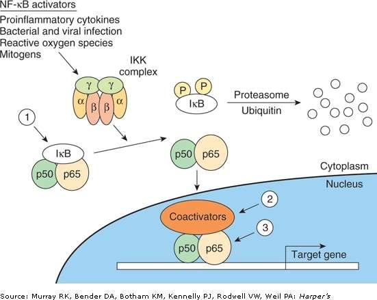 Regulation of the NF-kB pathway NF-kB consists of two subunits, p50 and p65. important for the inflammatory response. NF-kB is restricted from entering the nucleus by IkB, an inhibitor of NFkB.
