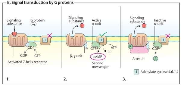 Signal Transduction by