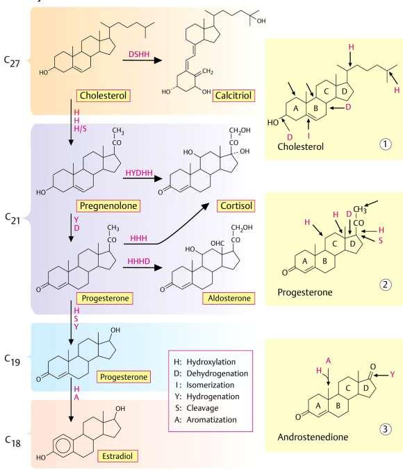 Biosynthesis of Steroid Hormones All steroid hormones derived from cholesterol.