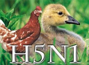 ? Causative organism? H5N1,? Variant,? Others? When? How widespread?