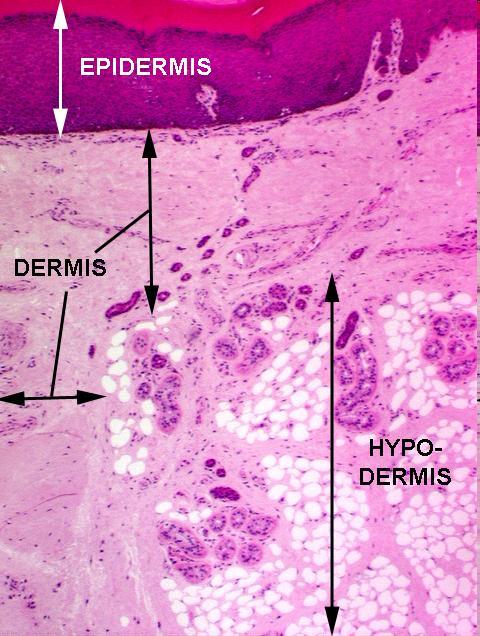 Hypodermis Function: stabilizes the position of the skin relative to