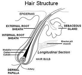 Structure of Hair Hair Root: anchors the hair into the skin