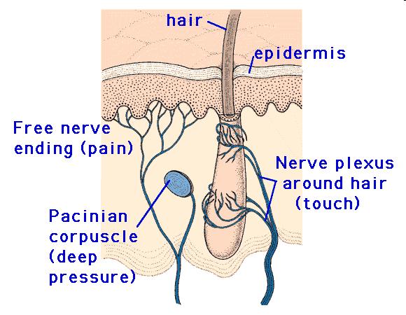 Functions of Hair Attached to