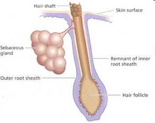 Sebaceous (oil) Glands Discharges an oily lipid secretion called sebum into hair follicles,