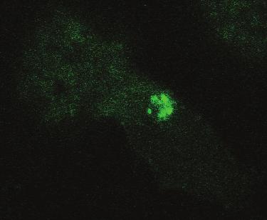 Confocal sections were collected and the intracellular distribution of and DEC5 was analysed.
