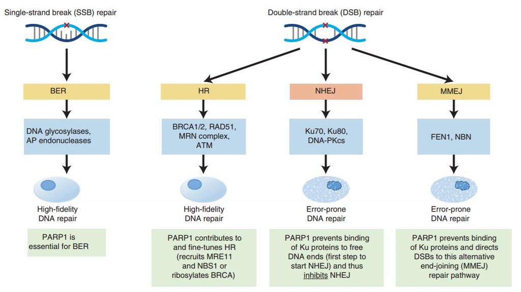 Role of PARP in DNA Repair and Main Effects of PARP Inhibitors BER, base excision repair; NHEJ,