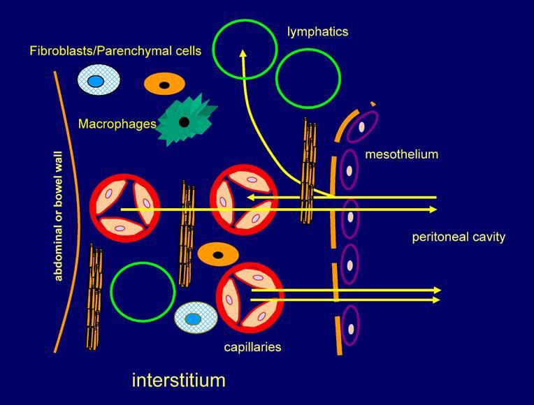 Structure of the Peritoneal Membrane