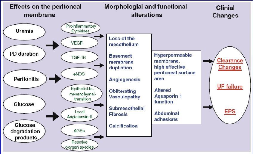 Mechanisms leading to the loss of peritoneal