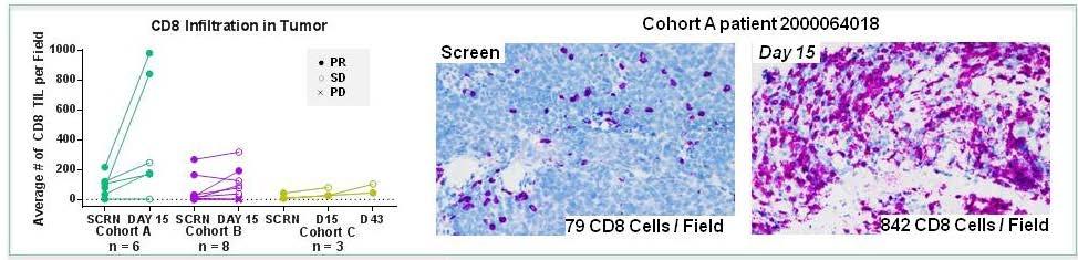 Immune Activation Post-Treatment Evidence of immune activation is observed post-treatment in all cohorts Frequency of tumor-infiltrating CD8 T cells increases post-treatment