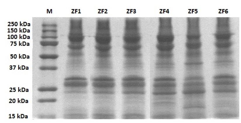 Analisi delle proteine degli estratti di zebrafish: 5 fasi di sviluppo