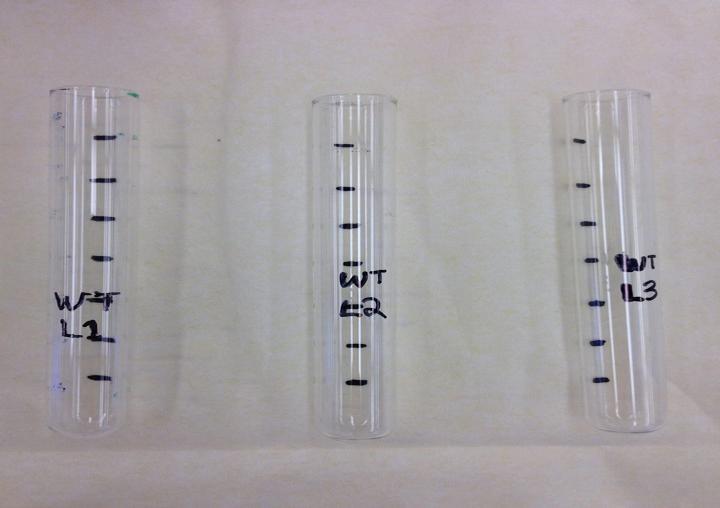 Figure 2: Yeast cell pellets on the bottom of 50 ml centrifuge tubes with supernatant Figure 3: 0.