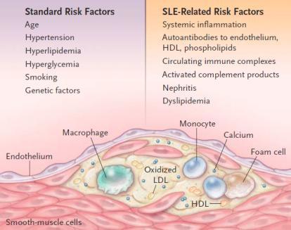 Increased CVD mortality in SLE due to Increased cardiovascular morbidity (Manzi Am J Epid 1997) Increased case fatality Stroke No Myocardial infarction?