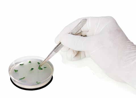 Customized Botanical Actives ABR makes its cell cultures