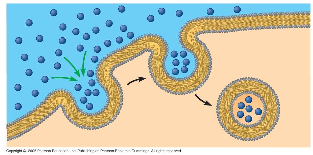 Endocytosis Vesicle forming