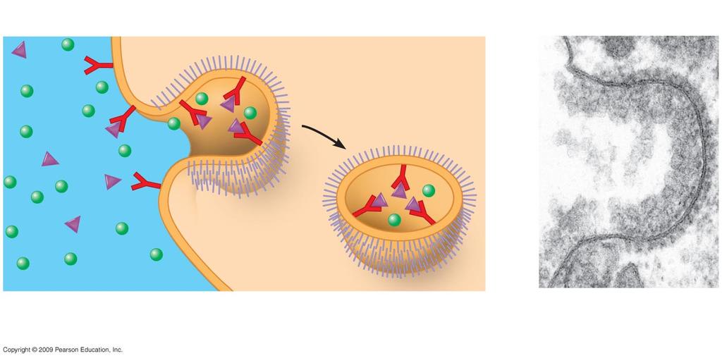 Fig. 5-9c Receptor-mediated endocytosis Receptor Coat protein Coated vesicle Plasma