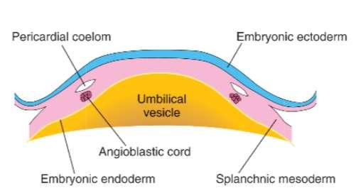 10 Paired endothelial strands