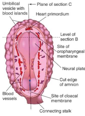 the cardiogenic mesoderm
