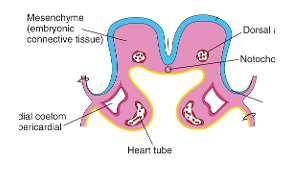 laterally to form a single heart tube