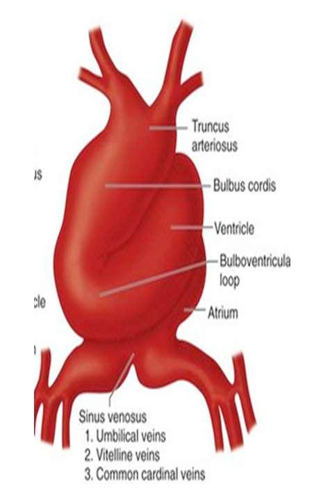 At this stage the bulbus cordis and ventricle
