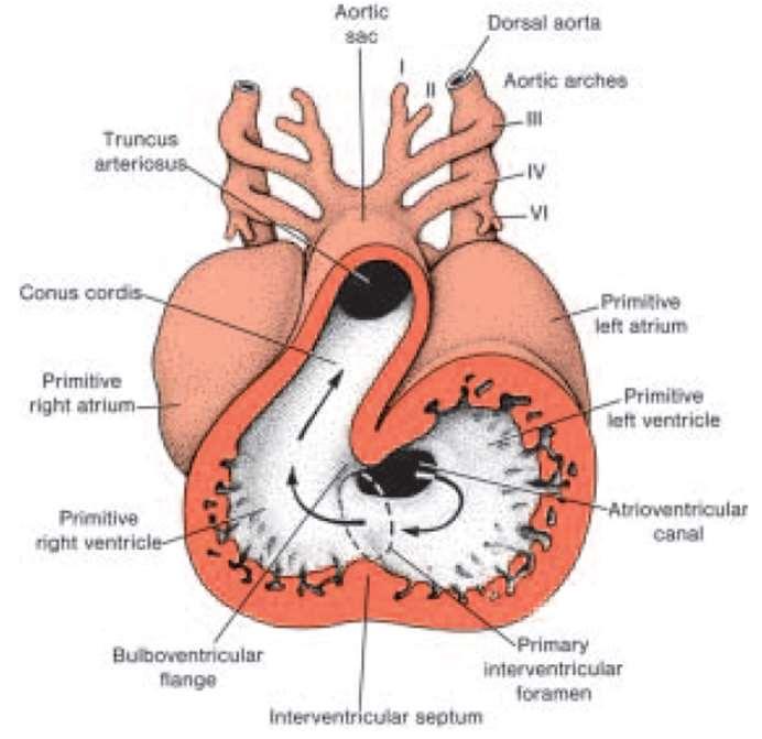 This sulcus gradually becomes shallower so that the bulbus cordis and the ventricle come to form