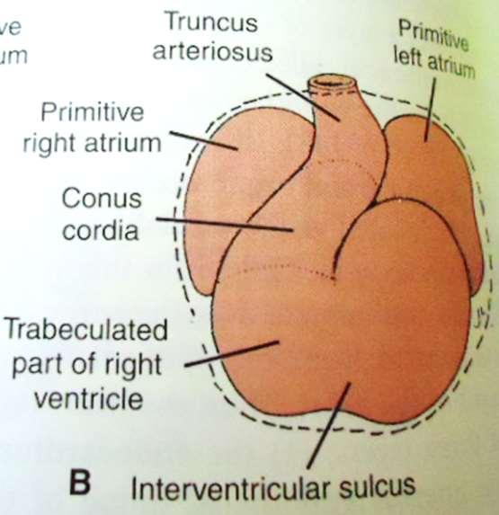 The atrial chamber expands so that parts of it come