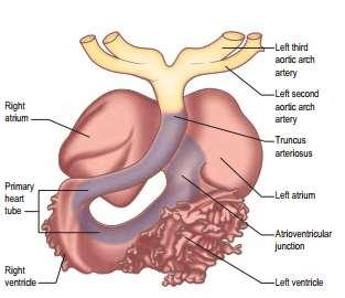 37 The atrial chamber expands so that parts of it