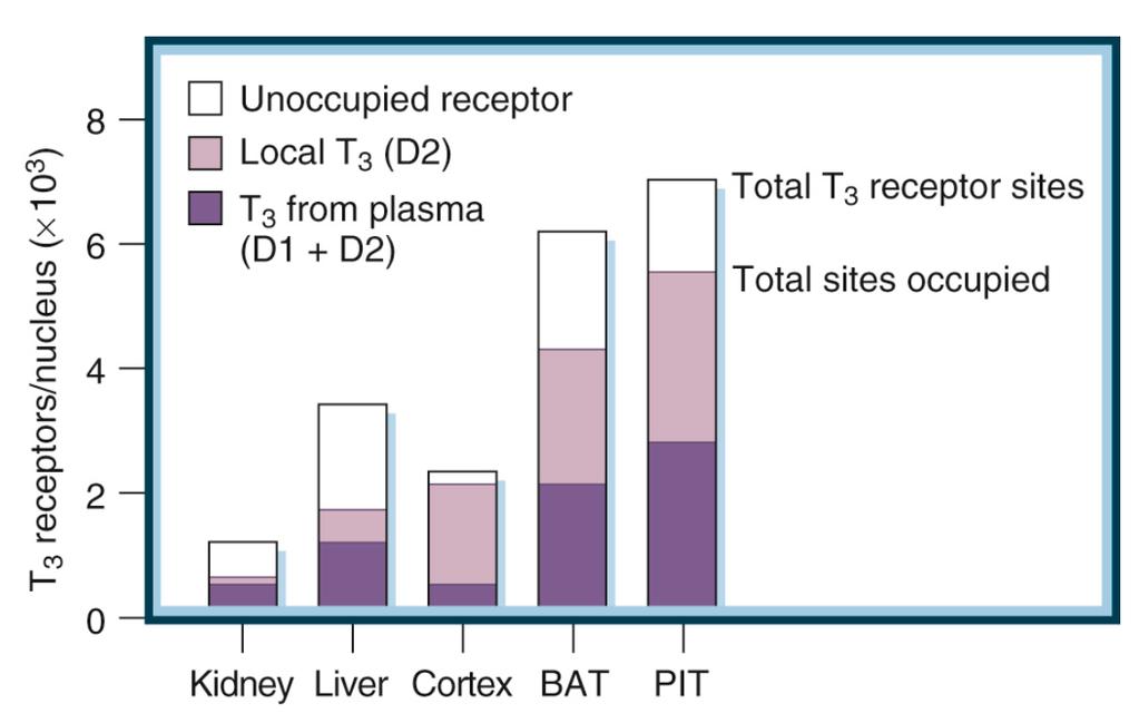 Sources of intracellular T3 and T4 D2 as a source of supplementary nucleic T3 T3 supply critical for tissues: - cortex - BAT - PIT Preferential plasmatic T3 utilization