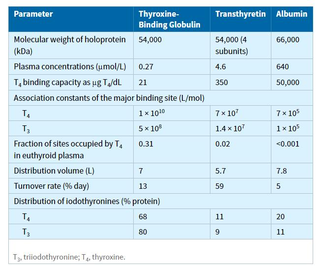 T3 and T4 transport TBG - Glycoprotein - One binding site for iodothyronine - Half-life ca 5 days - Clinical significance sepsis, cardiopulmonary surgery cleavage by polymorphonuclear proteases part