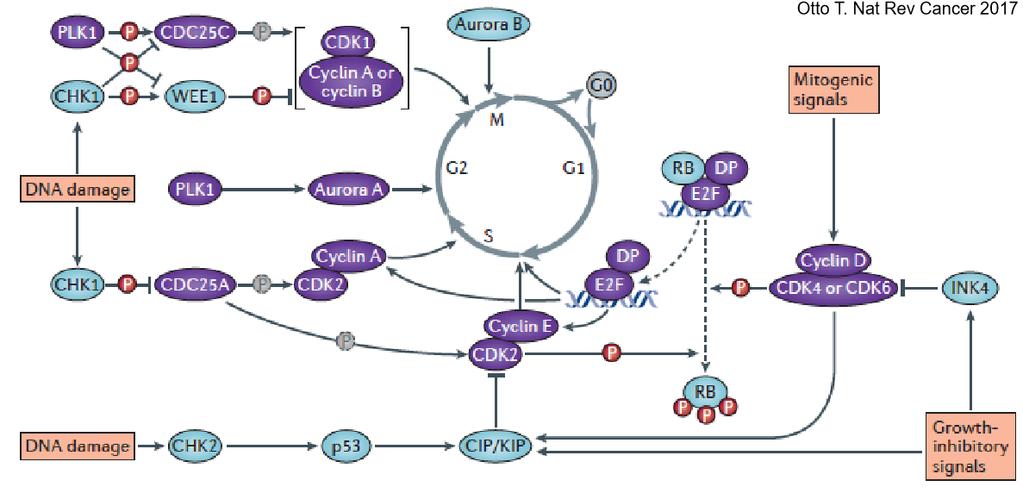 Mechanism of Action of CDK4/6 Inhibitors CDK4/6 inhibitors act at the G1- to-s checkpoint (controlled by D- type cyclins and CDK4 and CDK6). CDK4/CDK6 are activated by cyclins: phosphorylate prb.