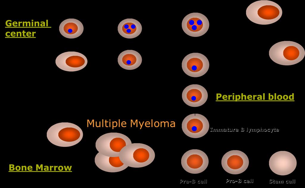 Ontogenesis of myeloma : A mature B