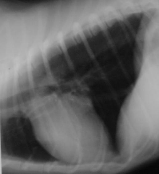 7 YEARS OLD Murmur severity still 3/6 possible subtle decrease in activity attributed to age Radiographs show mild heart enlargement