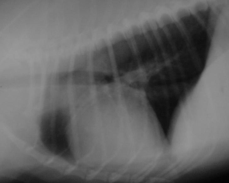 RADIOGRAPHS Moderate heart enlargement with