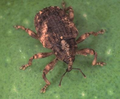 Tephritidae Ceratitis capitata Animalia Arthropoda