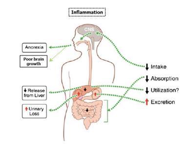 How infection/inflammation affect