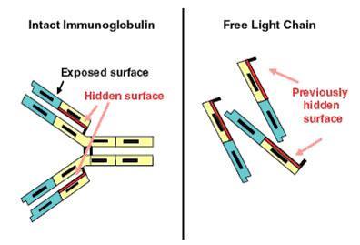 Laboratory Studies Free light chain Measures kappa and lambda immunoglobulin chains not bound to heavy chains Normal is Kappa:Lambda ratio