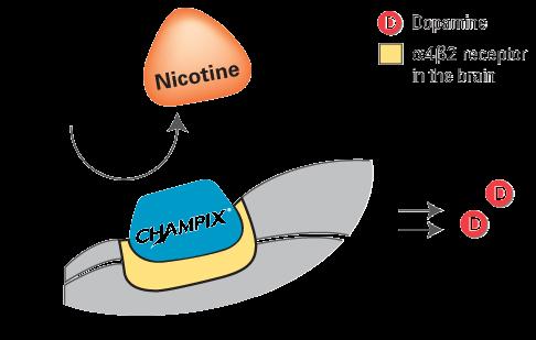 Partial Antagonist 1,4 Because CHAMPIX is bound to the receptor, it prevents the binding of nicotine 1. Hays JT et al.