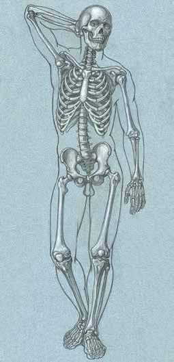 The Main Bones of the Human Figure The human skeleton consists of two basic parts the axial skeleton and the appendicular skeleton.