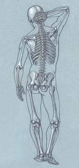 The bones of the axial skeleton include the cranium, the bones BASIC BONES OF THE SKELETON, ANTERIOR VIEW CRANIUM of the vertebral column (including the sacrum and coccyx), and the rib cage.