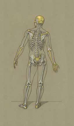 The primary functions of the appendicular skeleton are to support and move the axial skeleton and to allow movement of the limbs.